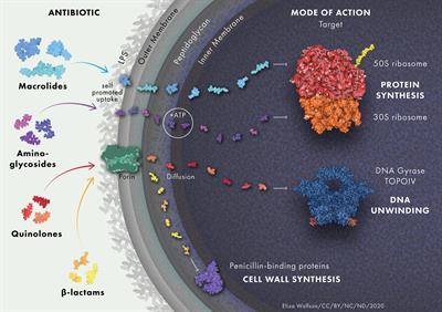 Frontiers | The Building Blocks Of Antimicrobial Resistance In ...